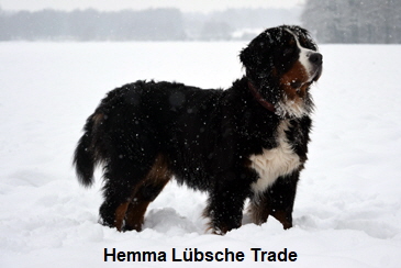 Hemma Lbsche Trade