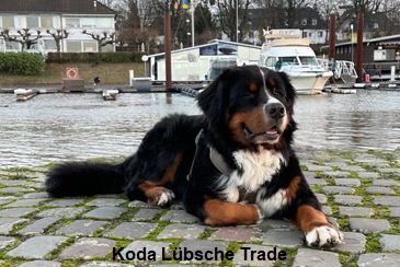 Koda Lbsche Trade