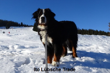 Ito Lbsche Trade
