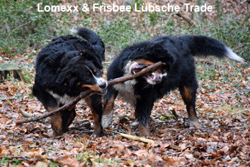 Lomexx & Frisbee Lbsche Trade