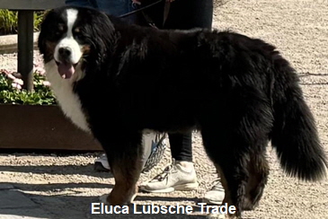 Eluca Lbsche Trade