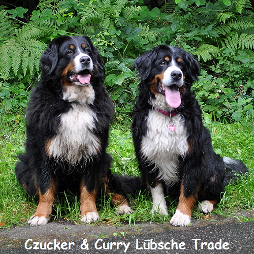 Czucker & Curry Lbsche Trade