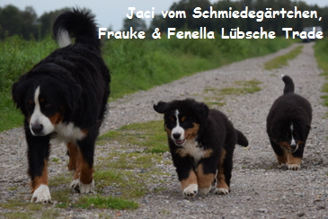 Jaci vom Schmiedegrtchen, Frauke & Fenella Lbsche Trade