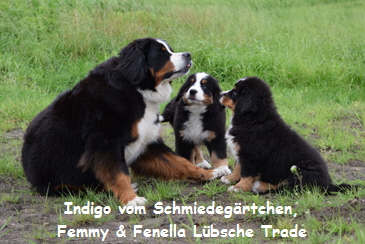 Indigo vom Schmiedegrtchen, Femmy & Fenella Lbsche Trade