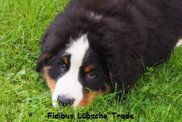 Fidibus Lbsche Trade