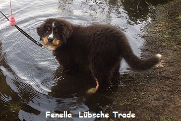 Fenella  Lbsche Trade