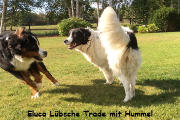 Eluca Lbsche Trade mit Hummel