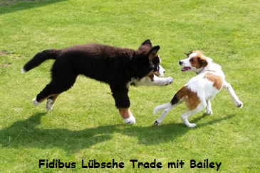 Fidibus Lbsche Trade mit Bailey