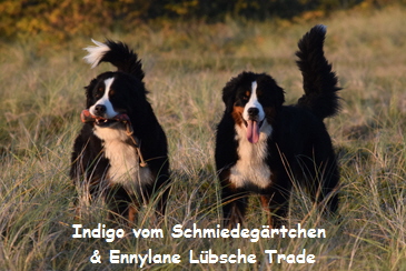 Indigo vom Schmiedegrtchen & Ennylane Lbsche Trade