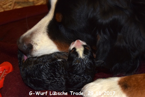 G-Wurf Lbsche Trade, 29.11.2017