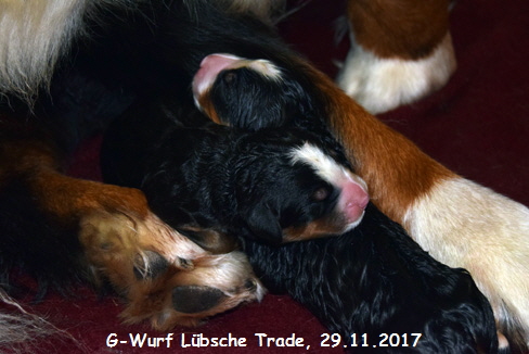 G-Wurf Lbsche Trade, 29.11.2017