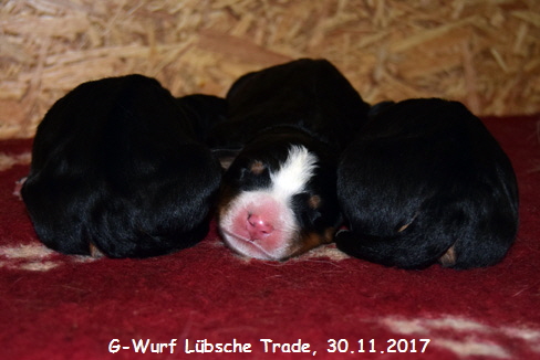 G-Wurf Lbsche Trade, 30.11.2017