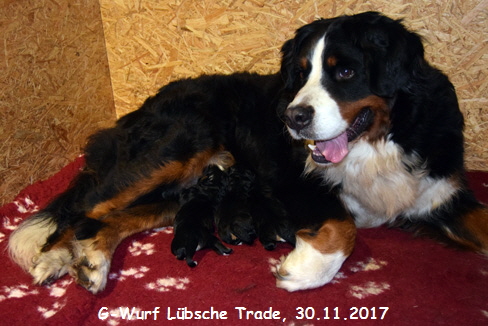 G-Wurf Lbsche Trade, 30.11.2017